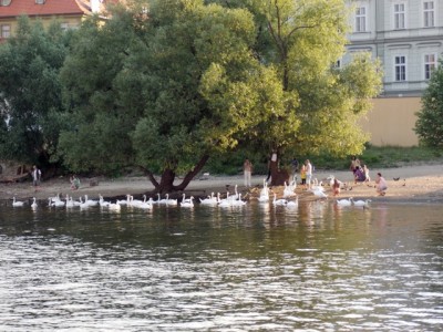 Swans